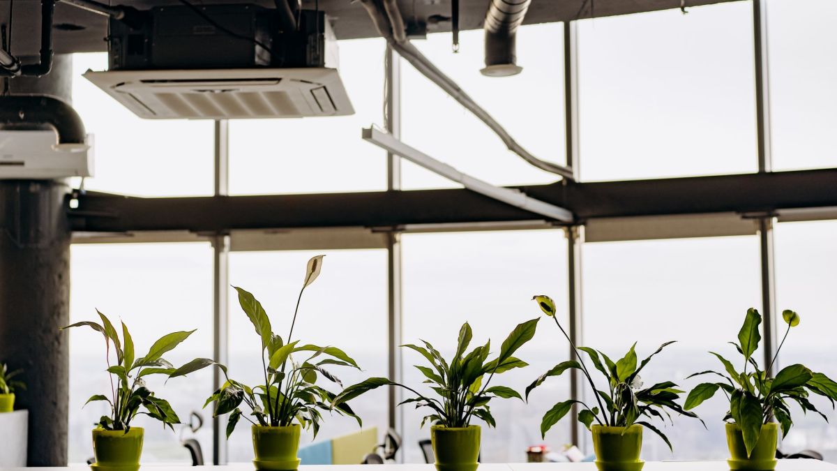 Stylish office interior featuring potted peace lilies with natural light from large glass windows.