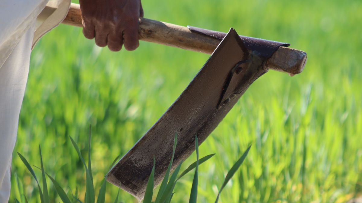 A farmer's hand gripping a hoe in a vibrant green field during midday.