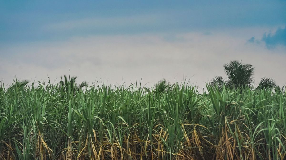 Vibrant sugarcane field extending under a picturesque blue sky, showcasing tropical agricultural beauty.