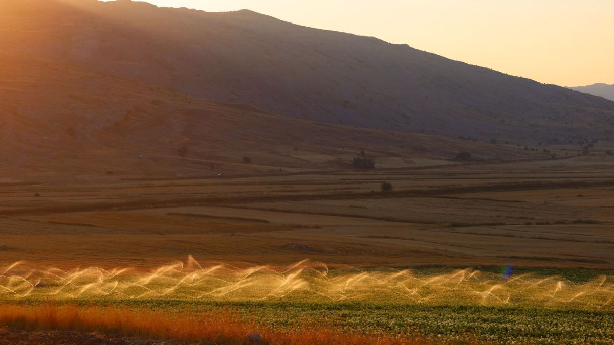 Sunset light casts a warm glow over a peaceful agricultural field in the countryside.