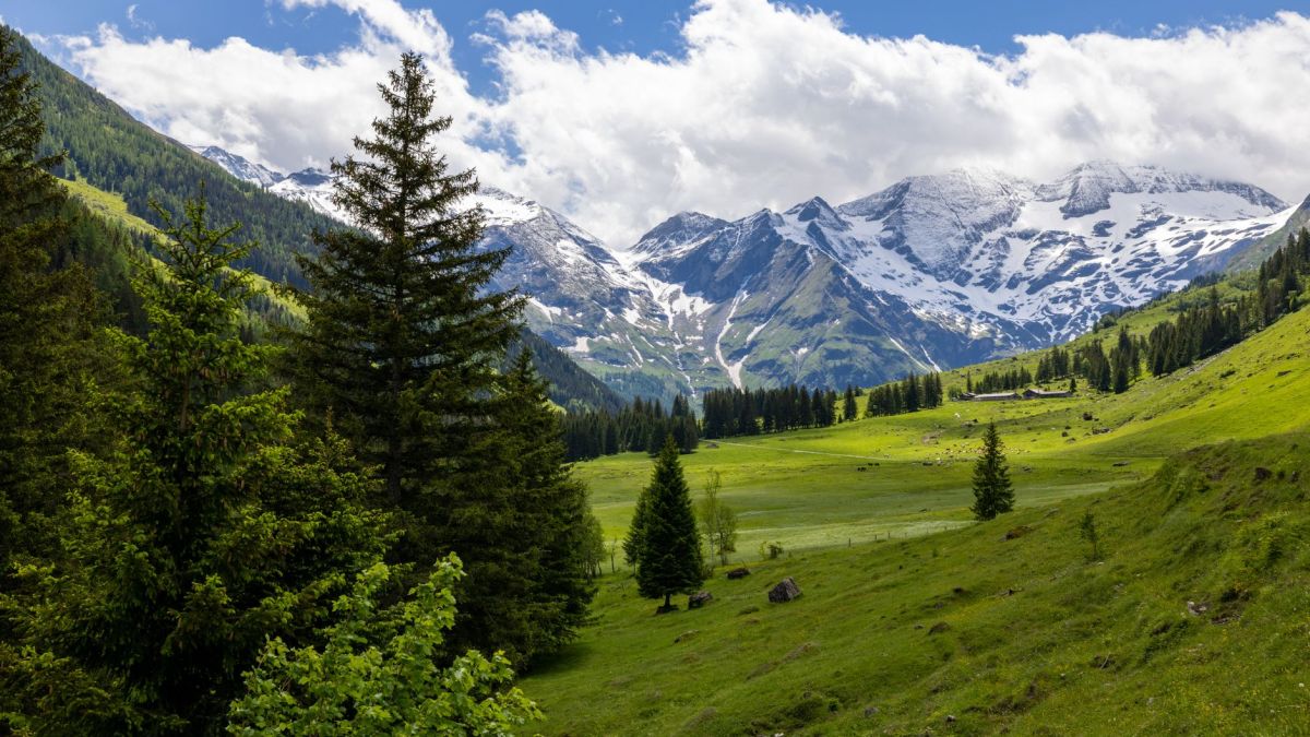 Beautiful alpine landscape with trees, lush valley, and snowy mountains under a clear sky.