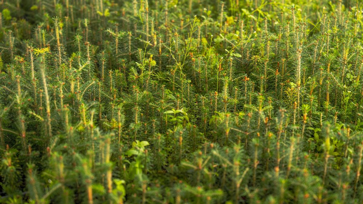 Vibrant young pine saplings growing in a lush green environment, basking in sunlight.