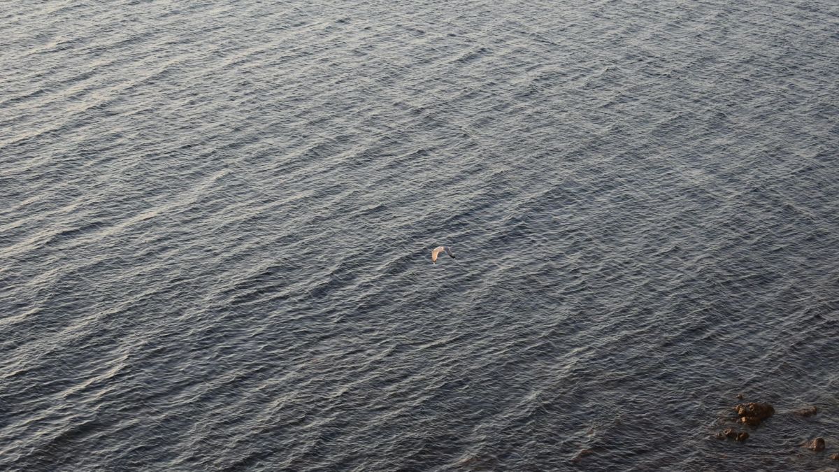 A lone bird gracefully glides over the tranquil ocean surface on a serene day.