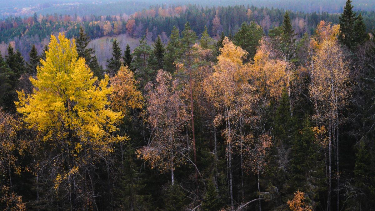 A stunning aerial photograph of a forest showcasing vibrant autumn colors and lush greenery.