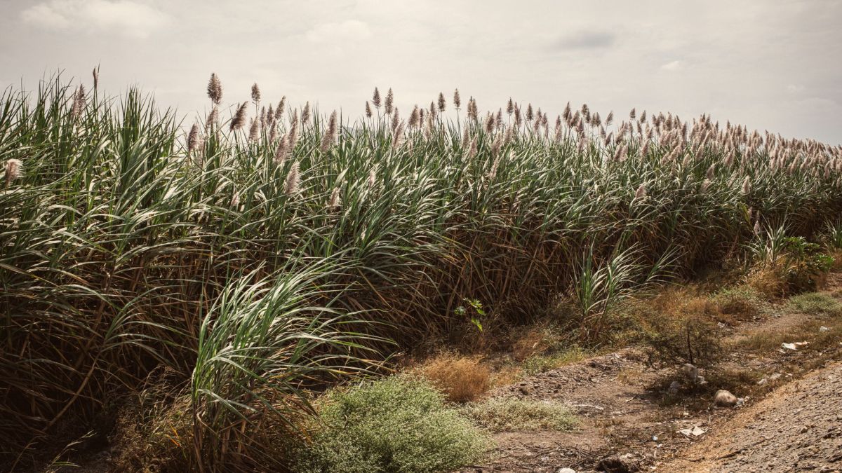 Expansive sugarcane field under a cloudy sky with earthy tones and a rustic path.