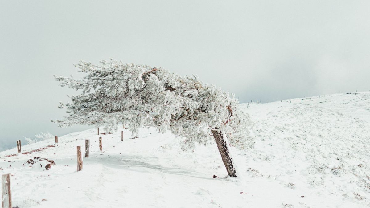A single tree in a snowy landscape, bent by strong winds, embodies the strength of nature.