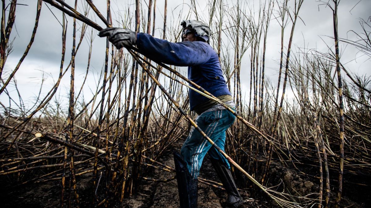 Dedicated farmer working in a sugarcane field under cloudy skies, showcasing manual agricultural labor.