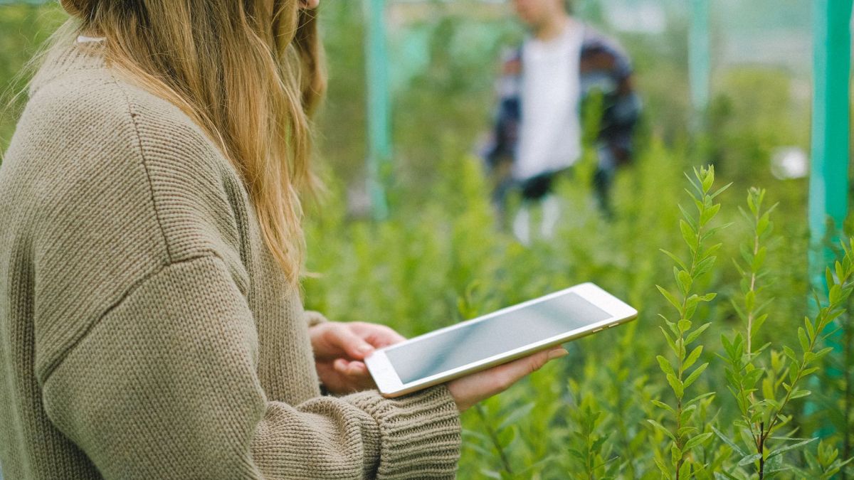 Side view of crop anonymous female gardener using digital device for taking picture of green plants in glasshouse