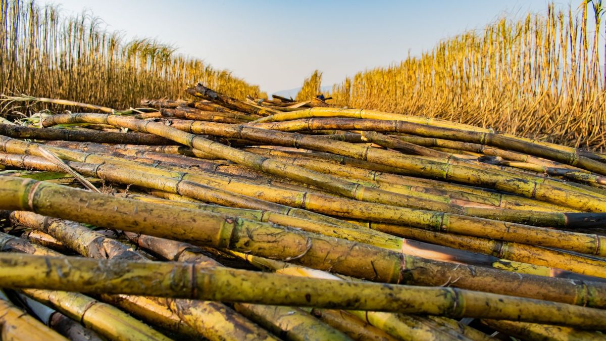 Close-up view of harvested sugarcane stalks in a field in Manzini, Eswatini under a clear blue sky.