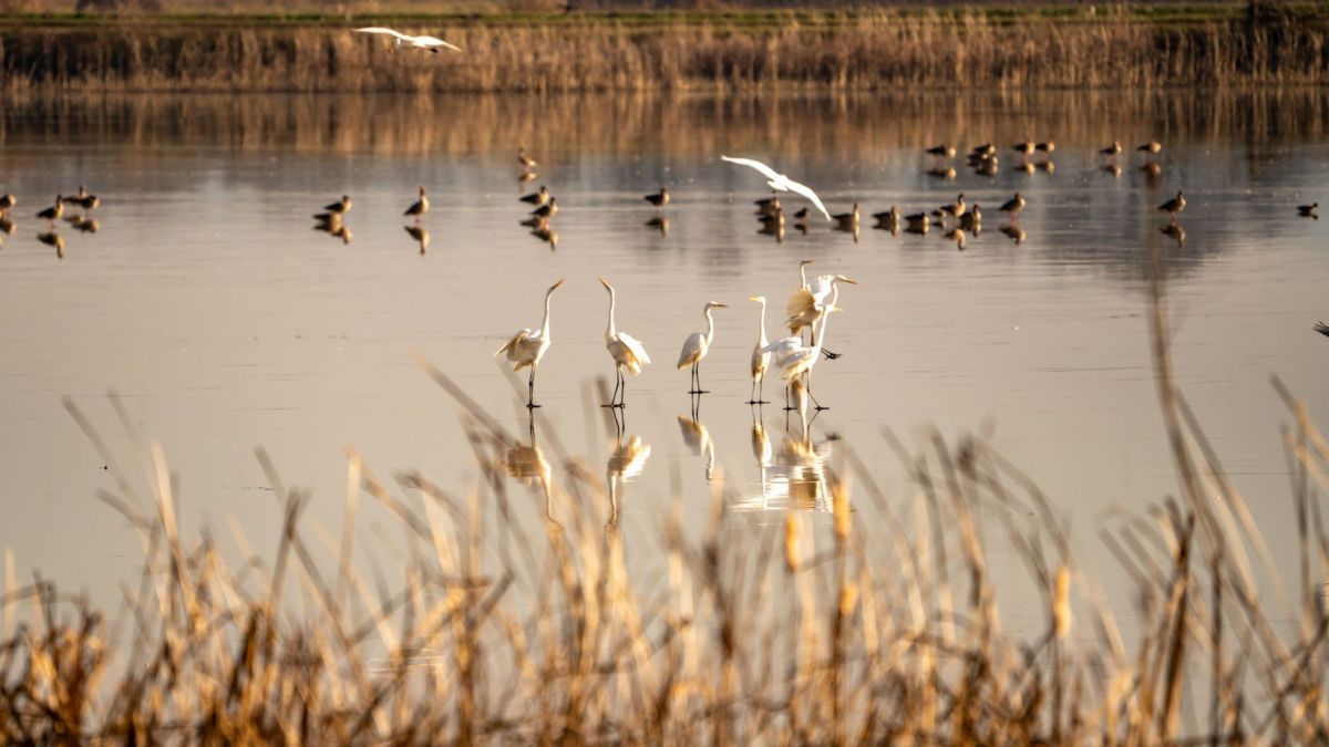 Egrets stand peacefully in a Croatian wetland during a tranquil day.