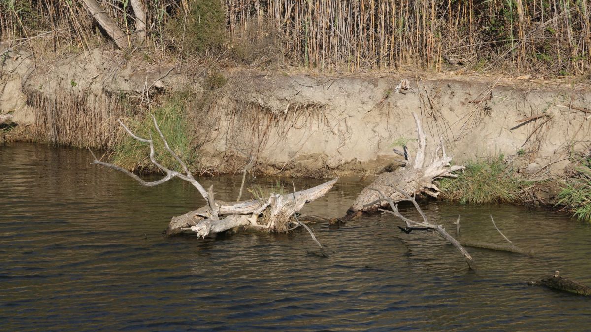 A serene riverbank with fallen trees and tall reeds, depicting a calm natural environment.